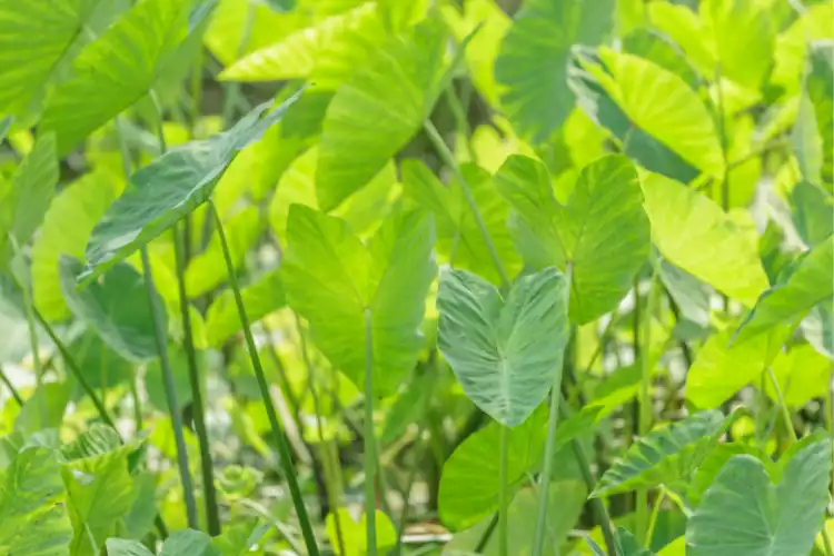 Interesting facts about Taro plant