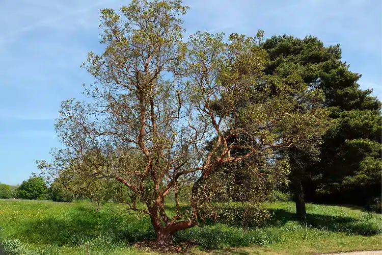 दालचीनी का पेड़