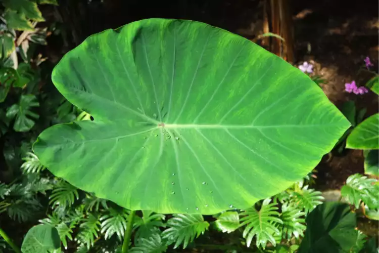 Benefits and uses of Taro leaves
