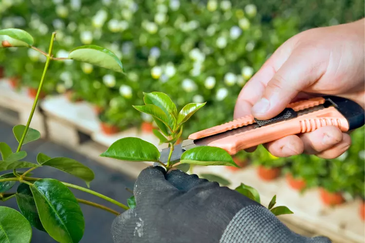 pruning moringa plant