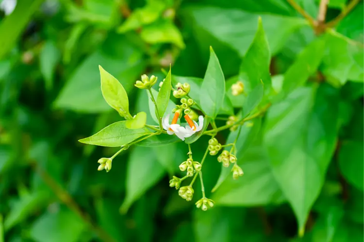 Night jasmine Leaves: Uses and Benefit