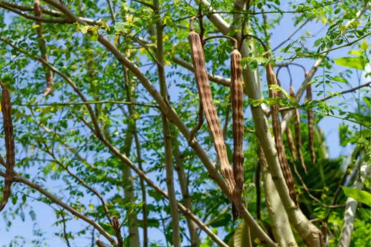 benefits of Moringa tree
