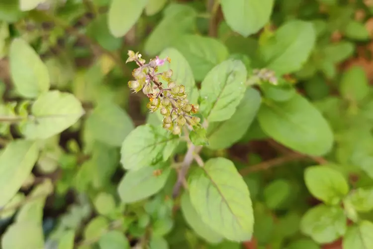 When to plant basil plant