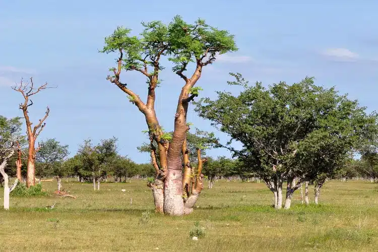 Key facts of Moringa tree