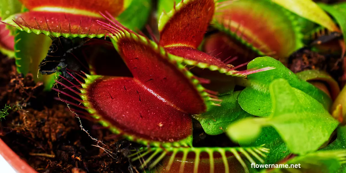 Carnivorous plant