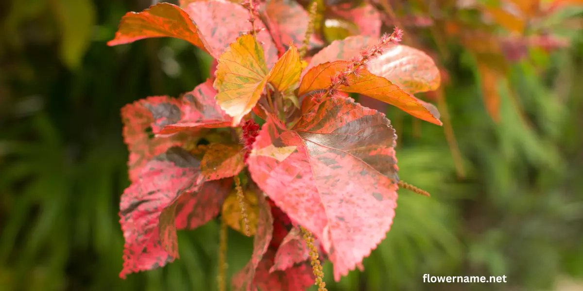 Acalypha indica