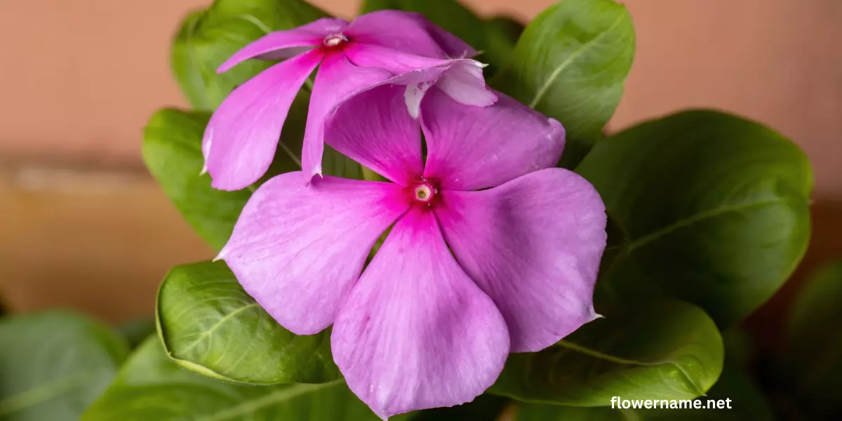 Madagascar Periwinkle