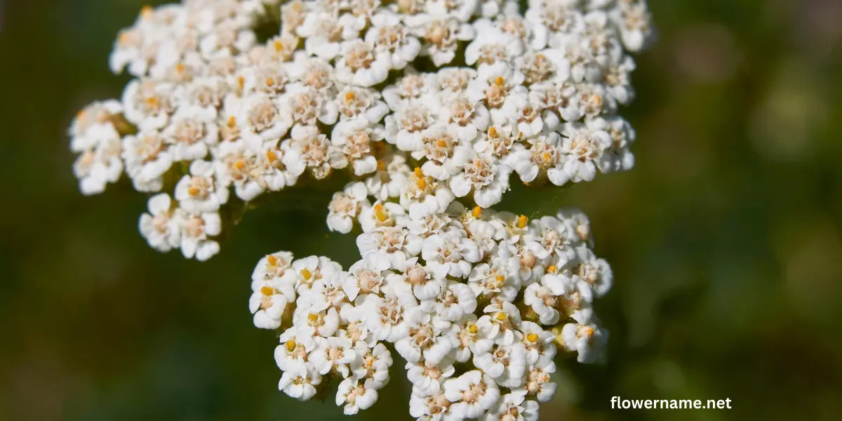 Achillea