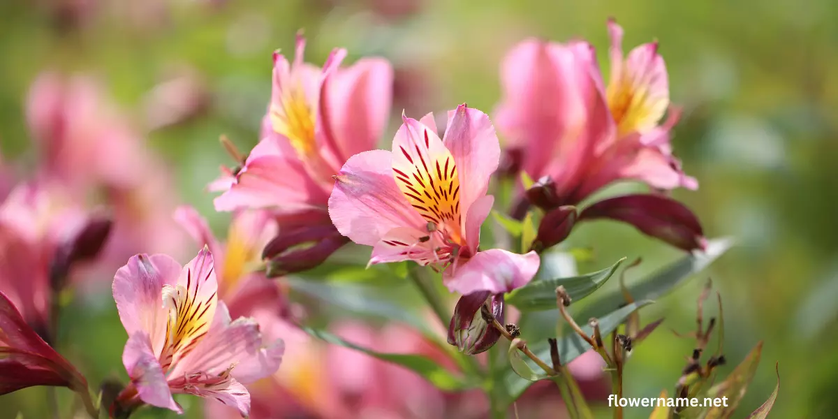 Alstroemeria