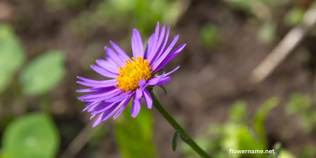 Alpine Aster