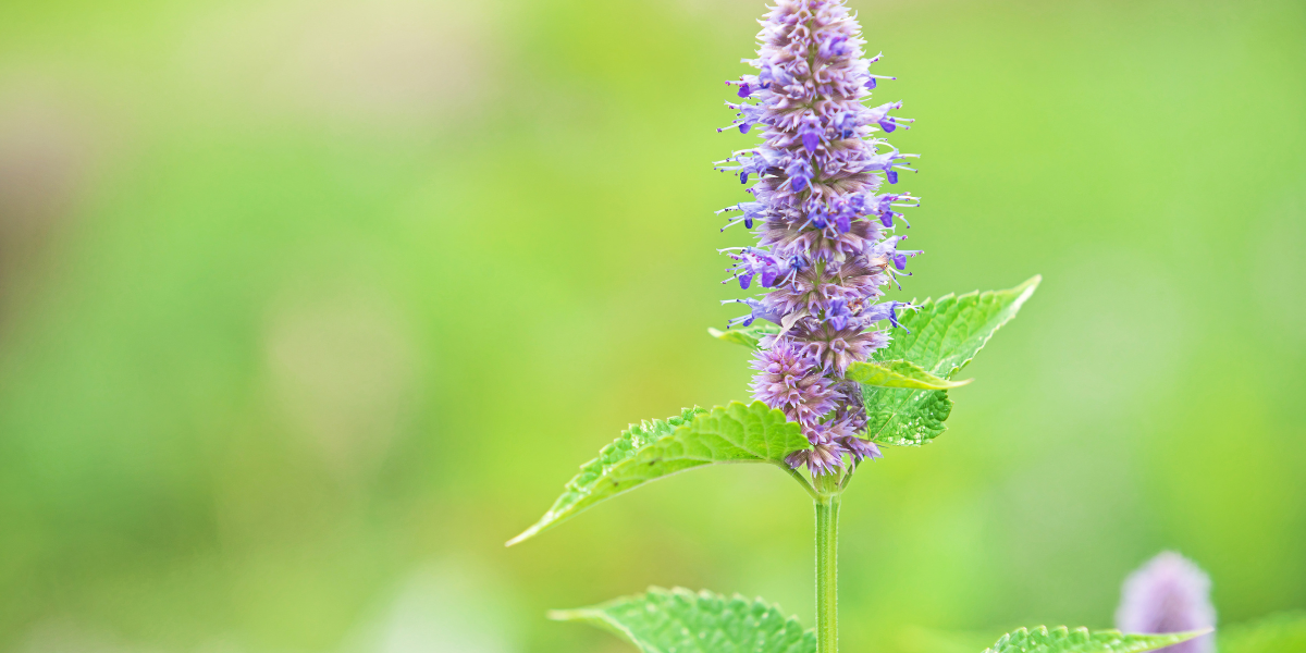 Anise Hyssop