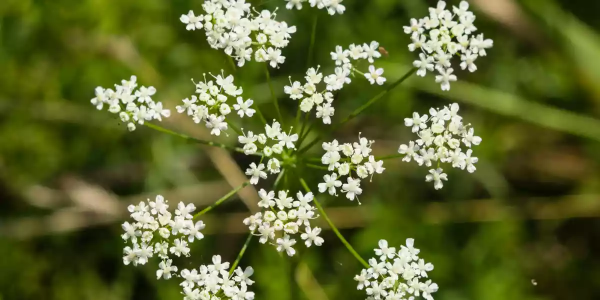 Bishop’s Weed