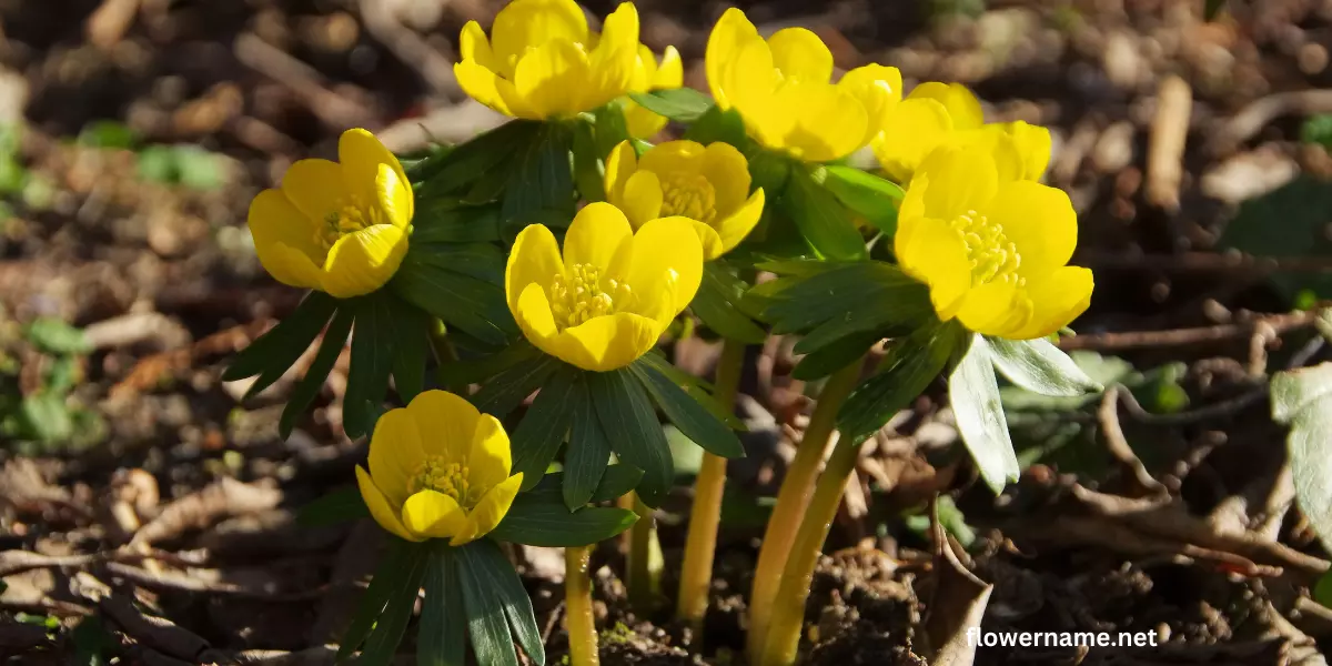 Aconite