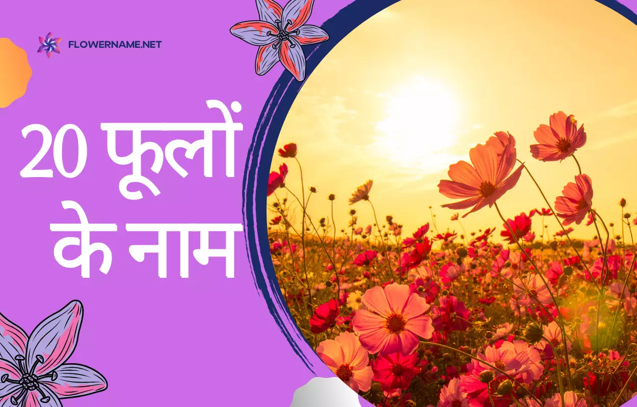 20 Flowers Name In Hindi And English